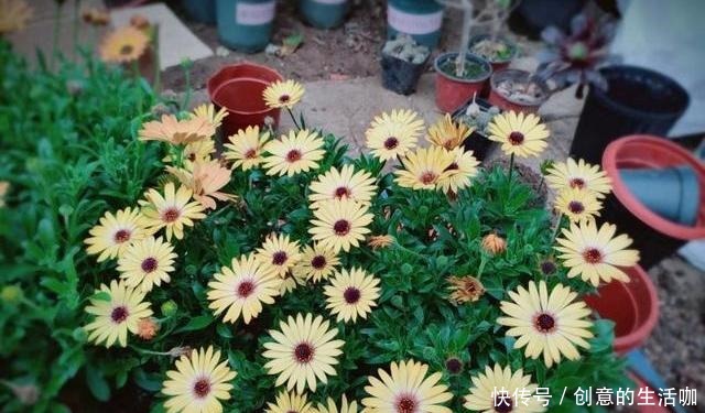 家中养花,又到了小黑飞高发季节,教你3个妙招,轻轻松松一扫光!