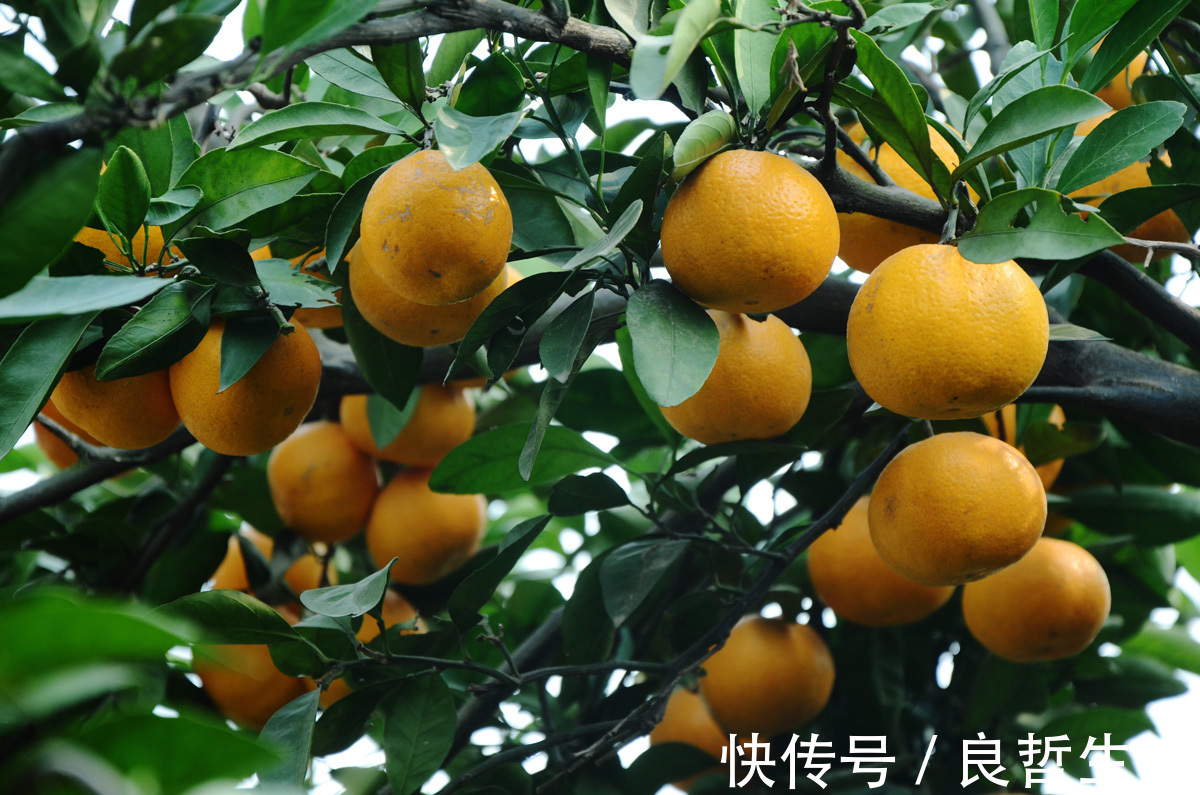 萝卜|冬天多吃萝卜身体好,但要注意萝卜不能与以下3类食物一起吃