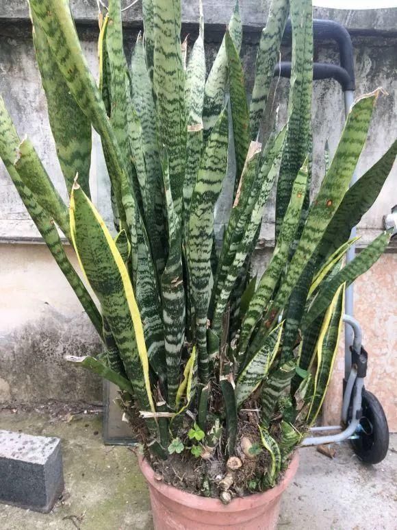 虎皮兰,红掌,吊兰养成老桩,变成大树,真壮观