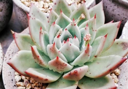 唐长老|有朋友来家里，看到你养的多肉然后开口问你要，你给还是不给呢？