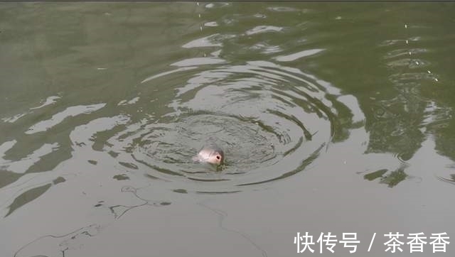 想要野钓鲫鱼连杆给口，这几种鲫鱼爱吃的饵料，就不得不认识一下