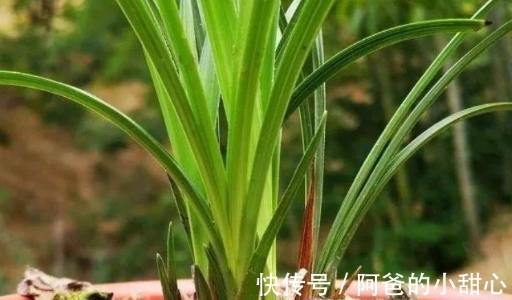 兰花冬天浇水“四原则”,合理掌握不烂根,满盆全是“胖白根”