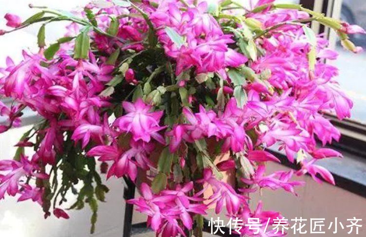 去年的蟹爪兰一个花苞没长，只需3步操作，花苞“蹭蹭冒”