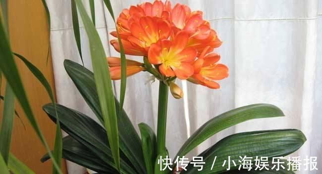 养花|香蕉可以用来养花一根香蕉解决养花大问题,花卉长爆盆不招虫