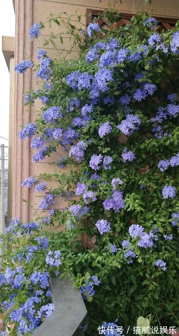 这9种花园,随便1个都美上天了,有一种这辈子就满足了!