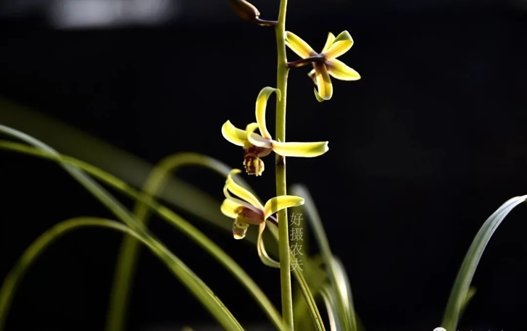 磷酸二氢钾|这样的兰花,无论怎么施肥都不开花,磷酸二氢钾也不行