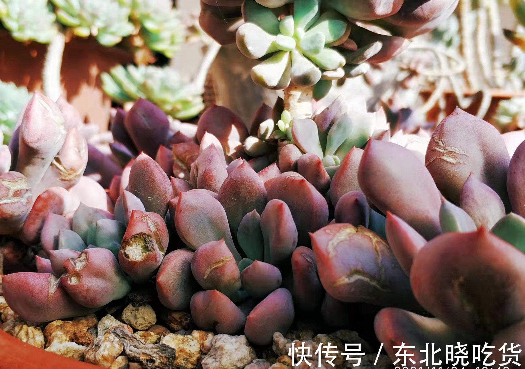 别人的多肉越养越美,你的却越养越丑?8年肉友告诉你是什么原因