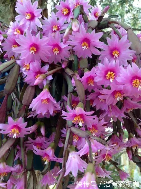 养了10年的蟹爪兰，发现是“假蟹爪兰”，却比真的还好看！
