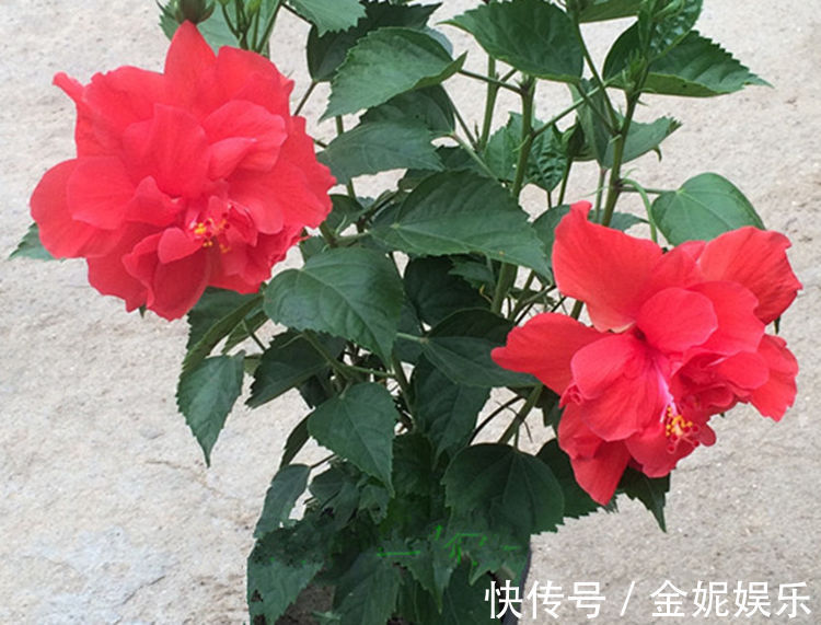 六种全年都开花不断的花卉,喜欢赏花的你怎能错过!