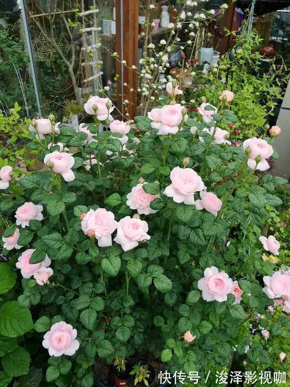 羊粪|路边捡来4种小东西,丢在盆底,一年不用施肥,也不怕烂根!