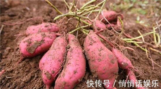 红薯|红薯保存很简单,学会一个居家保存小技巧,保存一年还新鲜如初