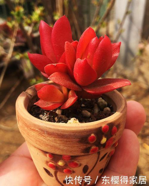 为您整理20款红色系多肉,热情奔放,总有一款是你迷恋的!