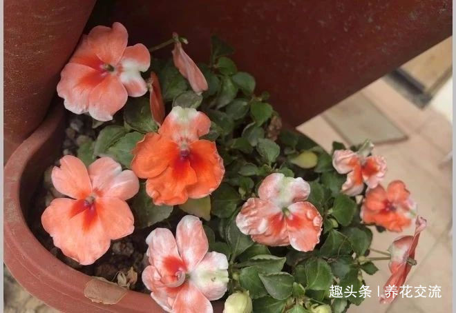 修剪|朋友的凤仙花要修剪，剪的枝条浸泡水里生根，很快养成健壮植物