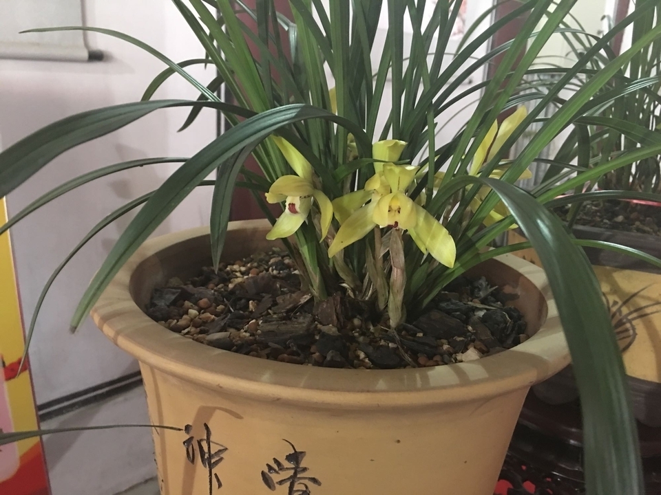 兰花龙蛋怎么形成的兰花龙蛋是龙根苗吗龙根苗和艺兰的关系