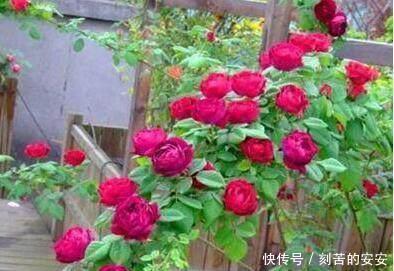 她用一斤香蕉养出花海一片,花香四溢,美翻天!