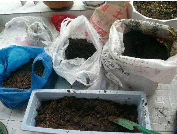 接婆婆来城里住，闲不住在阳台种菜，结果一年蔬菜都不用买了