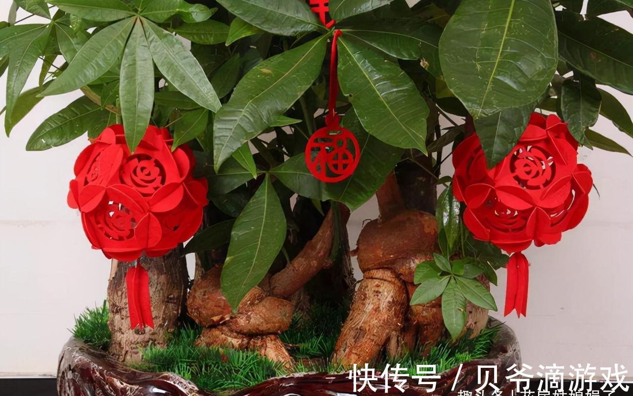 喜欢养花也不要忽视绿植的作用,室内选择这4种绿植养,美观大气
