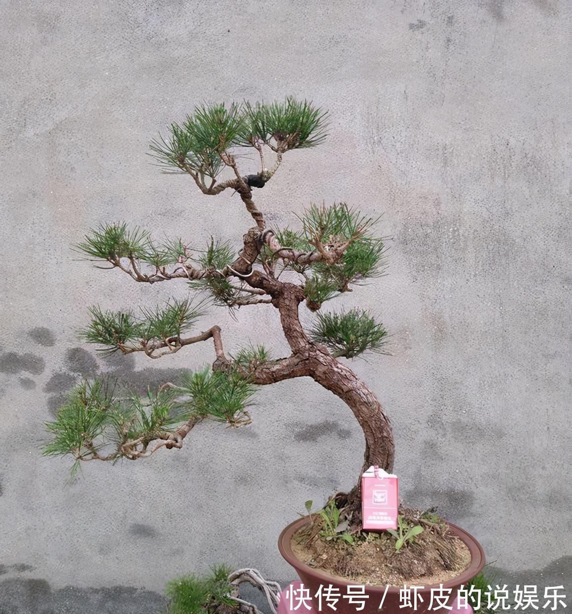 下乡去老花匠家,遇见如此大气的黑松盆景,可算开眼界了