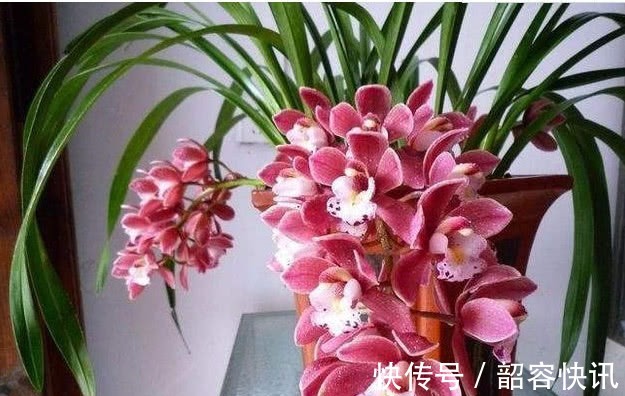 根系|悄悄告诉你,养护“兰花”有个小技巧,透气不烂根,开花多又香!