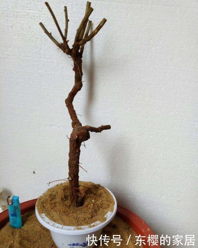 生根|盆景老桩上盆后不发新芽、不生长之我见