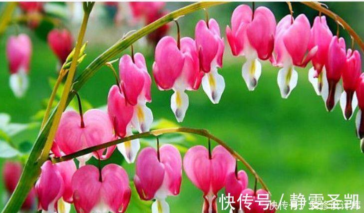 适合懒人养护的花卉,花开美艳动人,绚丽多彩