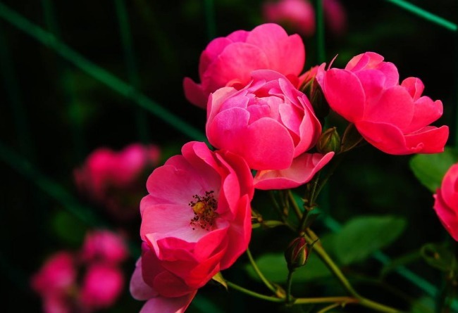 蔷薇花刚开就谢2个 “误区”搞明白，花苞蹭蹭冒，全年都能赏花