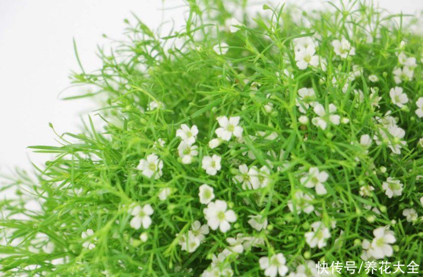 花材|鲜花做成干花，颜色质感有特点，还可以放在家中点缀