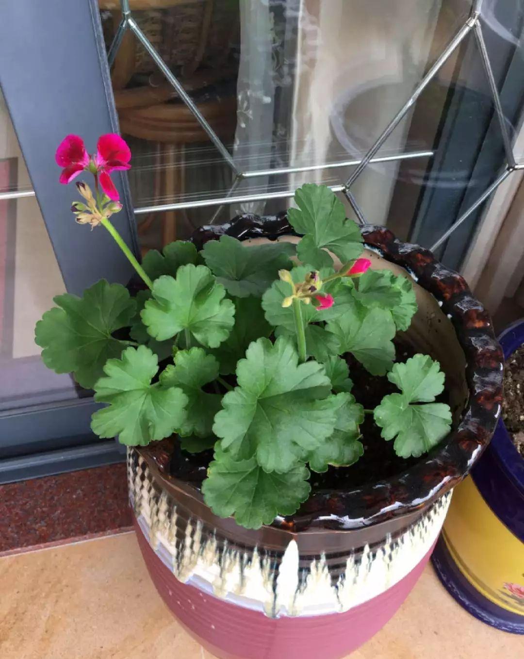 这花真便宜，100块买了一阳台，爆花多得看不见叶子