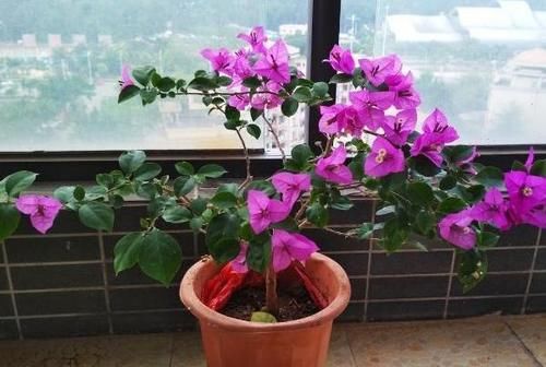 养花不能光从“选土”方面防范积水烂根，还得在浇水上下功夫