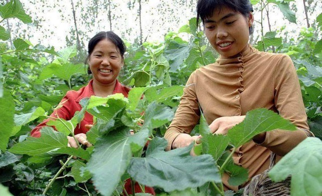  好喝|此叶摘几片用来煮鸡蛋汤，营养美味又好喝，还能保护视力降血压