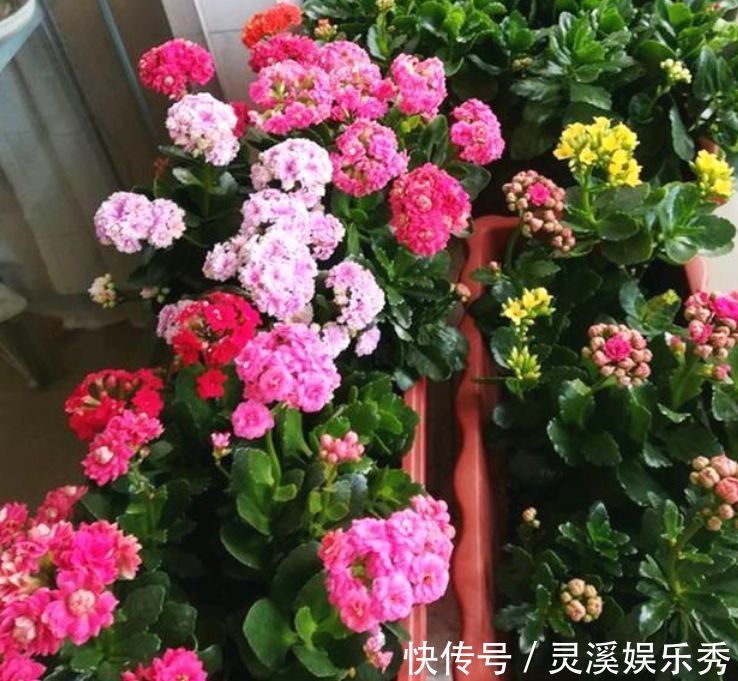 4种花很耐养,沾土就能活,浇水就疯长,不易生病好养护