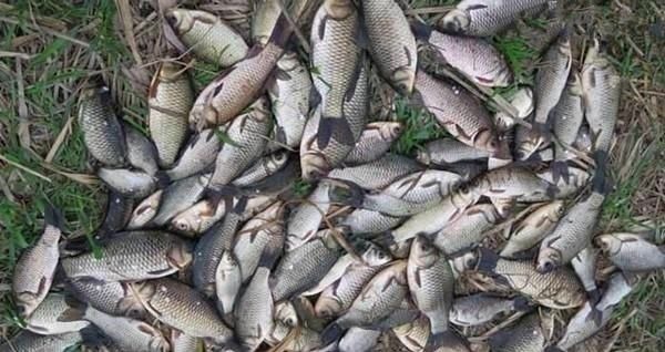 饵料|钓鱼必杀技久坐无鱼咬钩,试试这些狠招数,咬钩量翻几倍