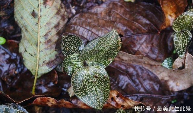 河边1野草,被农民称为“百草之王”,630元一两,真值这么多