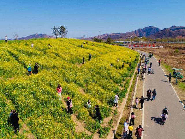 樱花，油菜花意正浓，梨花、海棠来了！