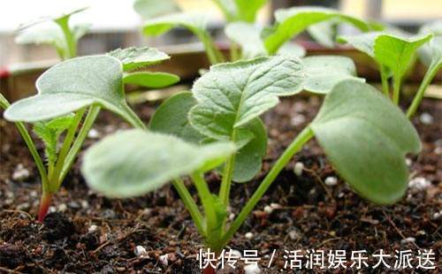 阳台|婆婆在阳台种“高钙菜”,15天摘“1篮子”,口感爽脆能“减肥