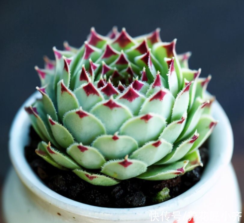 小齐|北方可以露养的多肉,耐零下20度低温,皮实好养,出状态非常美