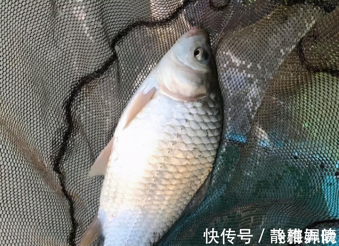 搅拌均匀|最靠谱的冬季打窝技巧,以及实用窝料自制方法,屡试不爽