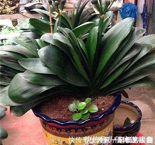 旧土|养花旧土别丢,掺入这“3样”,肥得流油不板结,养花太旺了