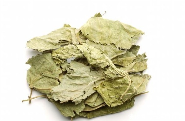 小小桑叶功劳大,天天泡水喝,15天后会有天大的好事发生