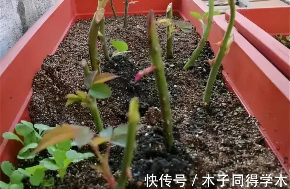 花友|月季花夏天扦插难成活?教你1种方法,成活率高达95%以上