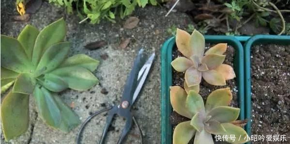 养才|刚买的多肉植物怎么养才不会死, 老花友给新手的8个建议