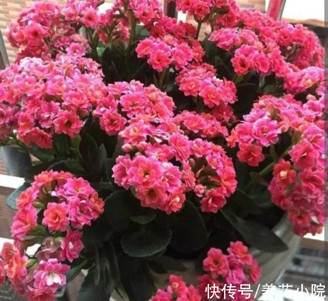 大花团|养长寿花，补上1种“促花肥”，花期开出成大花球