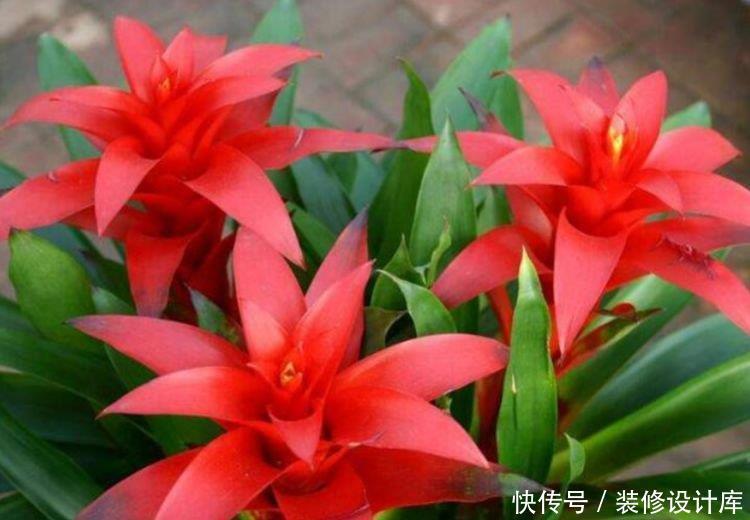 新手|最适合新手养的4种花,沾土就能活,一开就是300多天