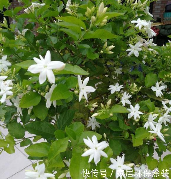 爆盆|养茉莉,记住5点“疯狂”,一年开5茬,花开爆盆不是事