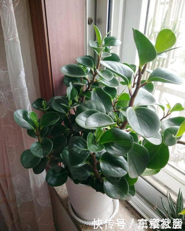 养花|3种花,不能让它长成高个子,一长高就剪,越剪越值钱