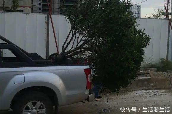 50年的桂花树,卖了5万块钱,大家觉得值吗!