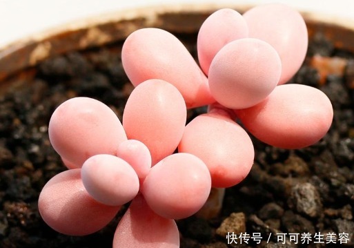 养多肉要挑“惹眼”的,养花人喜欢这“3种”,高端精致还好养活!