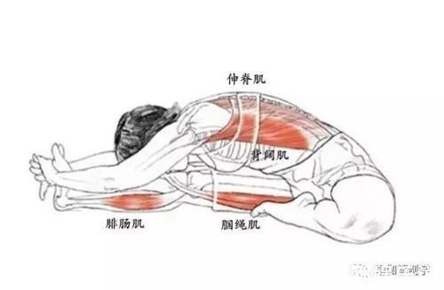 瑜伽毯|瑜伽体式精讲第26式:头碰膝前屈伸展坐式