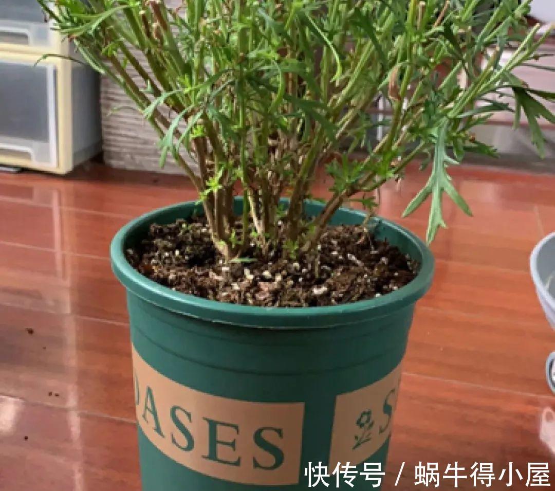 花苞|初秋8种花不能剪,轻则不开花,严重可能剩空盆