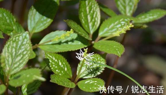 野草|农村一种野草，人称“四大天王”，连蛇都怕它，但民间价值很珍贵